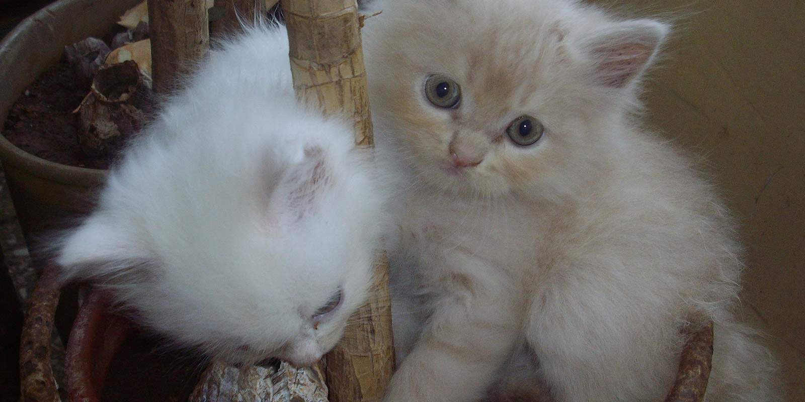 photo-gallery-persian-cat-home Persian Cat Doll Face (Normal Eye)