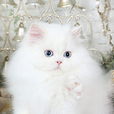 Persian Cat Blue Eye