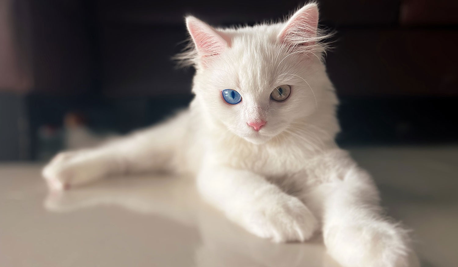 persian-cat-odd-eye Persian Cat Odd Eye